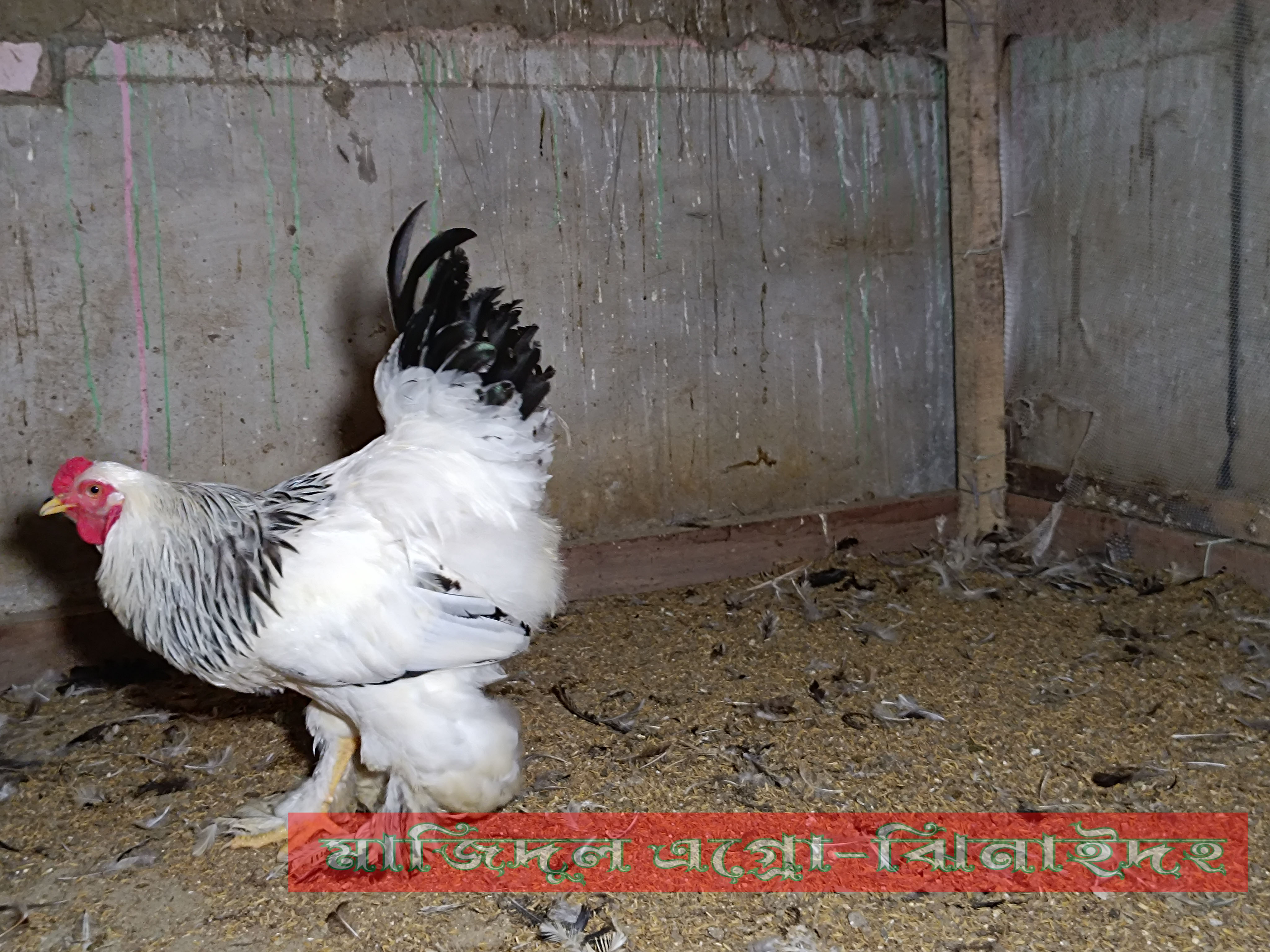 ব্রাহমা