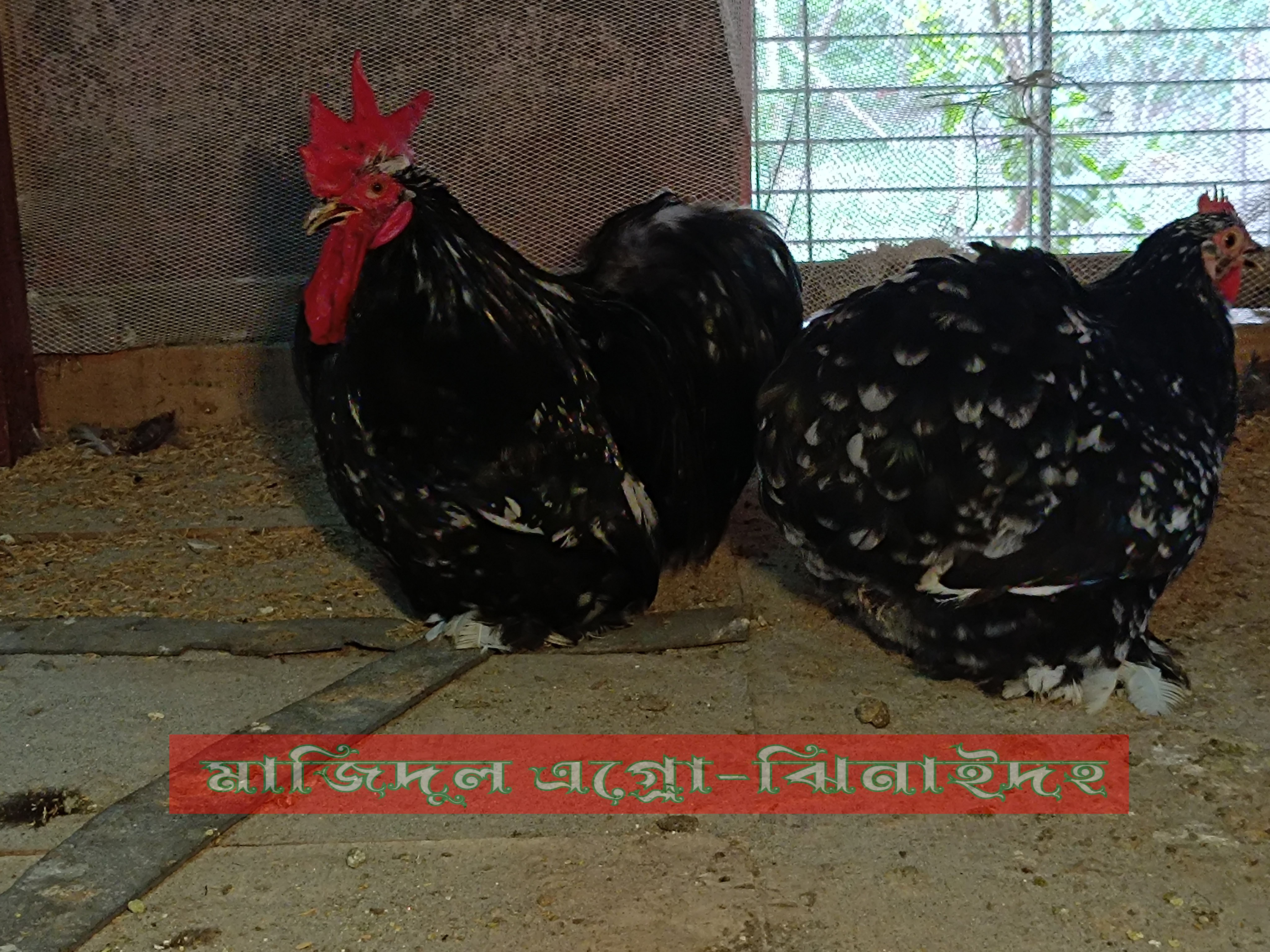 মলটেড কোচিন
