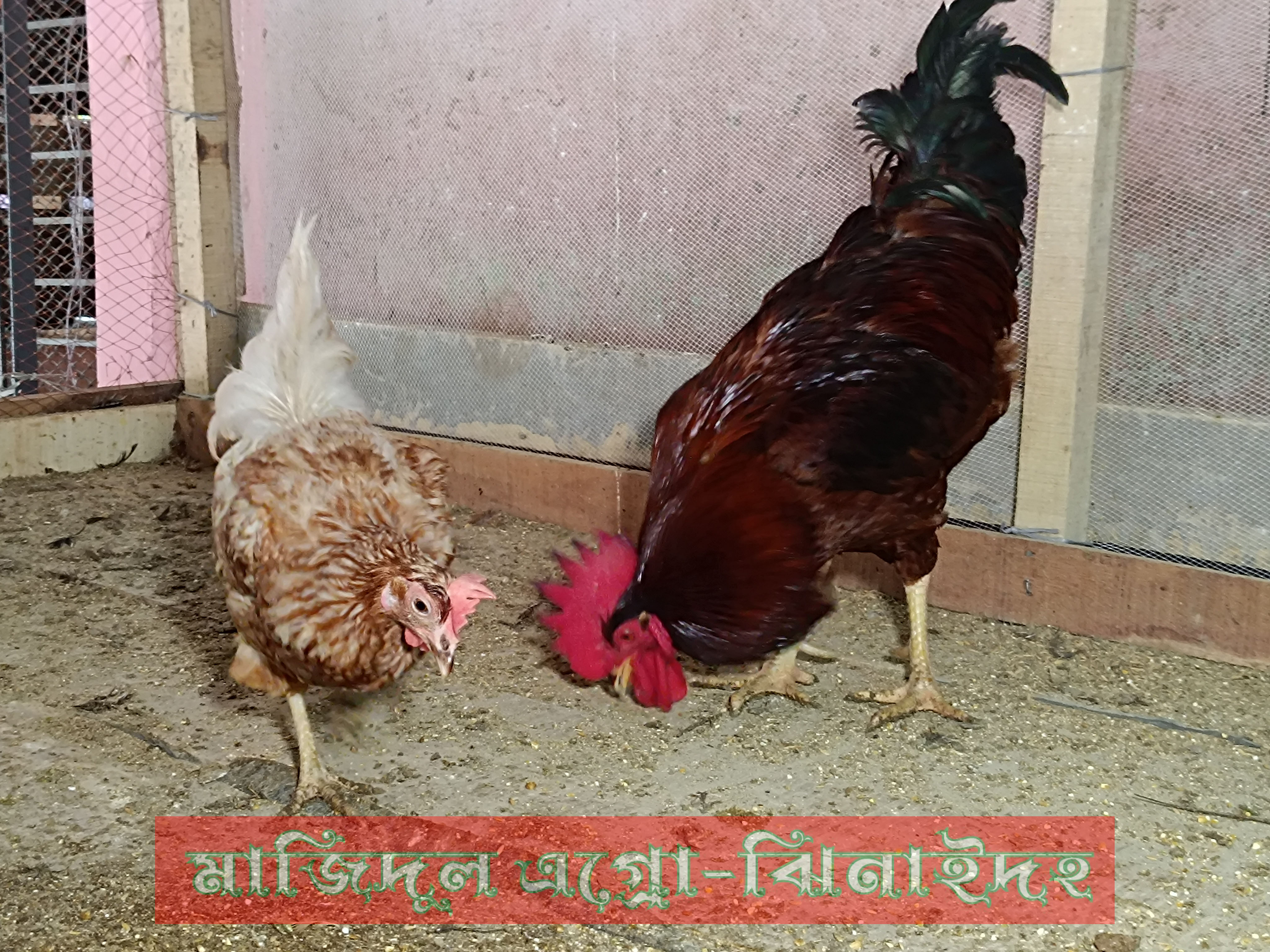 টাইগার