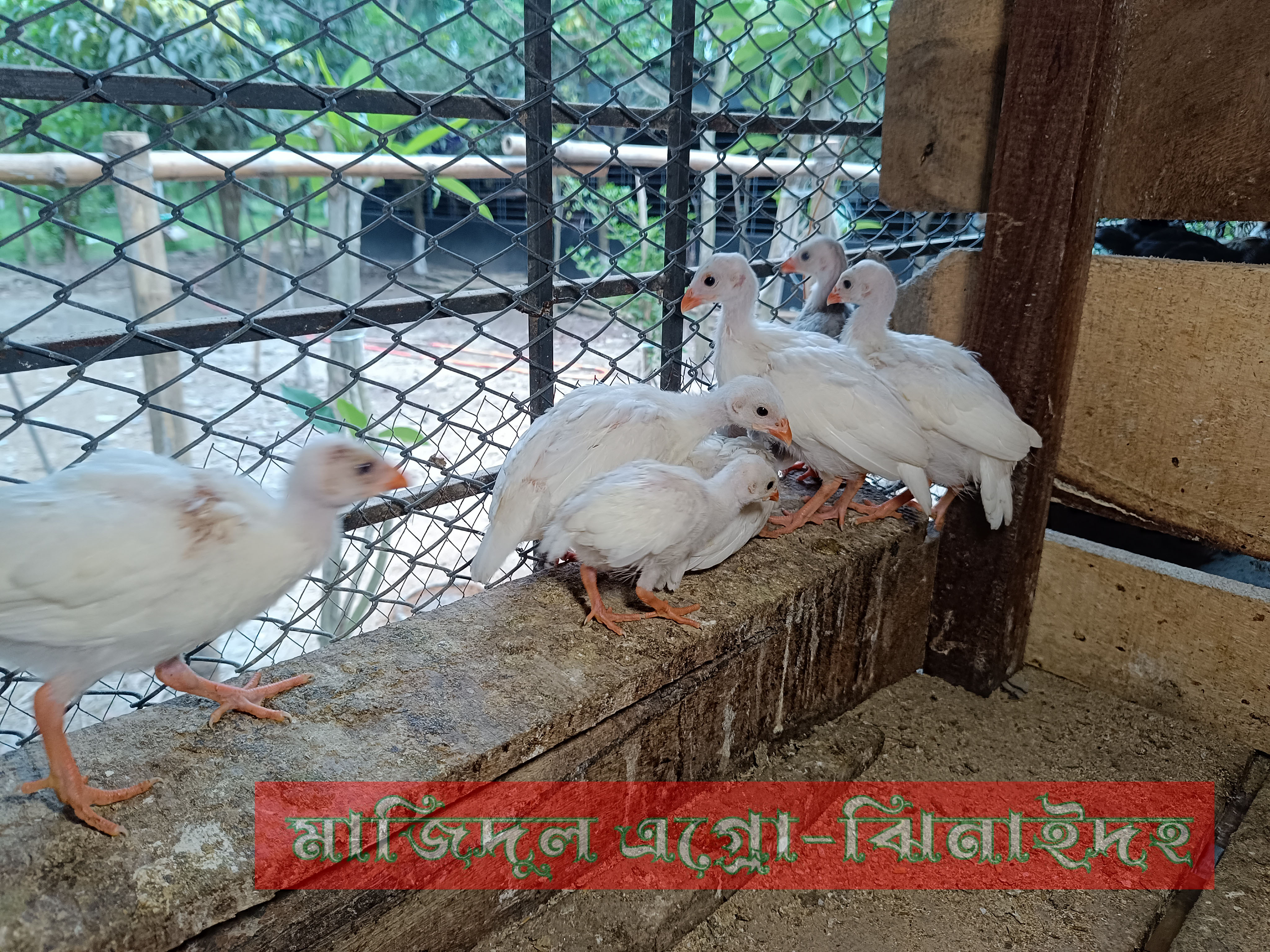 তিতির বাচ্চা