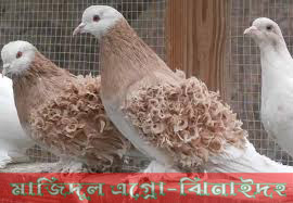 ফিলব্যাক