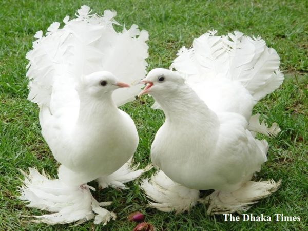 লক্ষা