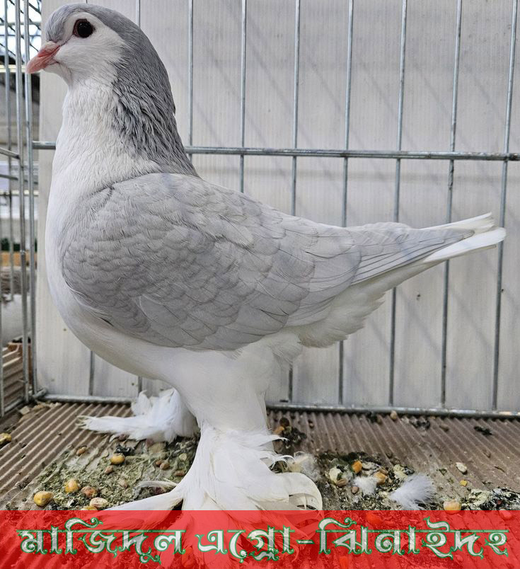 বুলু সিরাজী