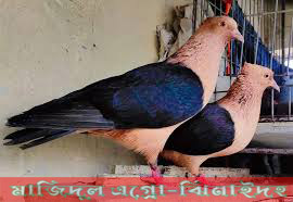 আর্চ এ্যান্জেল