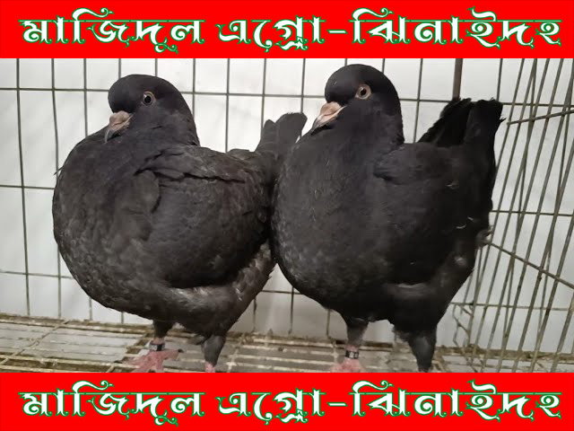 ব্লাক কিং