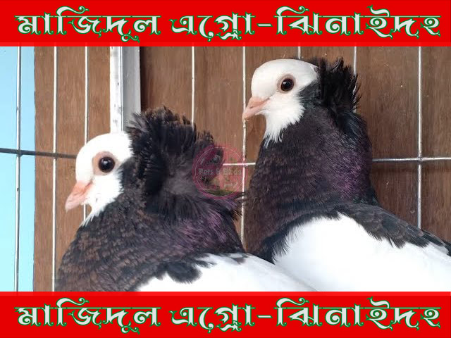 ব্লাক করমোনা