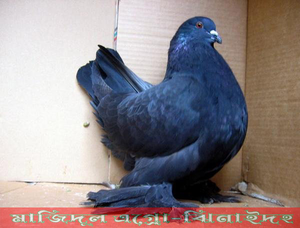 ব্লাক রোমাঙ্গাল
