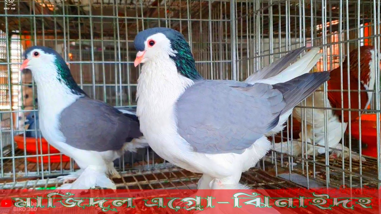 বুলু বার লাহোরি সিরাজি