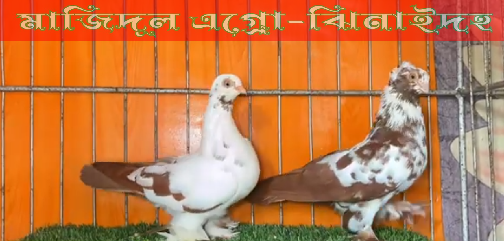 বাটারফ্লাই