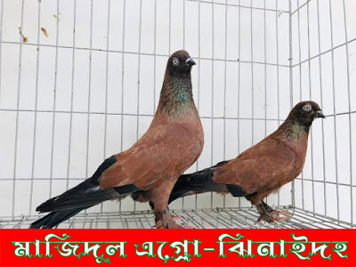 চিলা