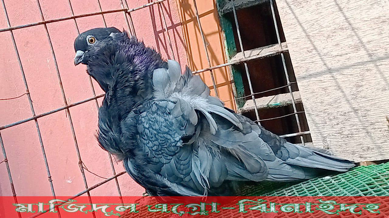 চরেরা আওয়াল