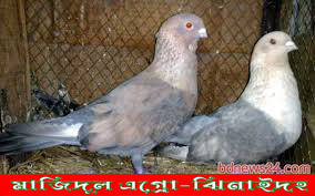 গোল্ডেন সুইপ