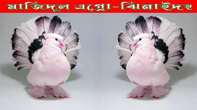 অপরাজিতা
