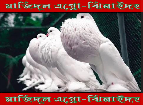 পমেনিয়াম পুটার